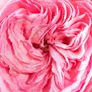 Buy Roses Online - Pink - bed and borders rose - floribunda - discrete fragrance -  Mariatheresia® - Hans Jürgen Evers - -